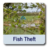 Fish Theft